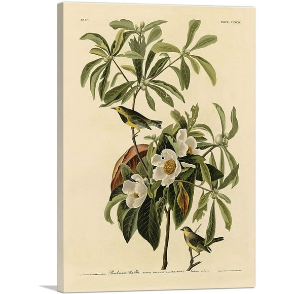 ARTCANVAS Bachman Warbler Impression sur Toile par John James Audubon - Taille : 12 Pouces x 8 Pouces (0.75 Pouces de Profondeur)