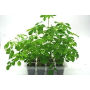 Moringa Grow Kit-12 Cell Greenhouse-Includes Organic Moringa Seeds, Soil, Moringa Tree Grow Kit, Moringa Plant & Moringa Seed Instruction