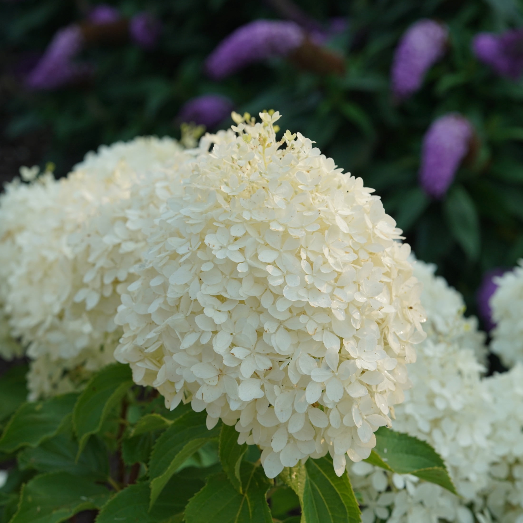 Proven Winners ColorChoice 6" White Puffer Fish Panicle Hydrangea Live Plant in 7.5" Pot