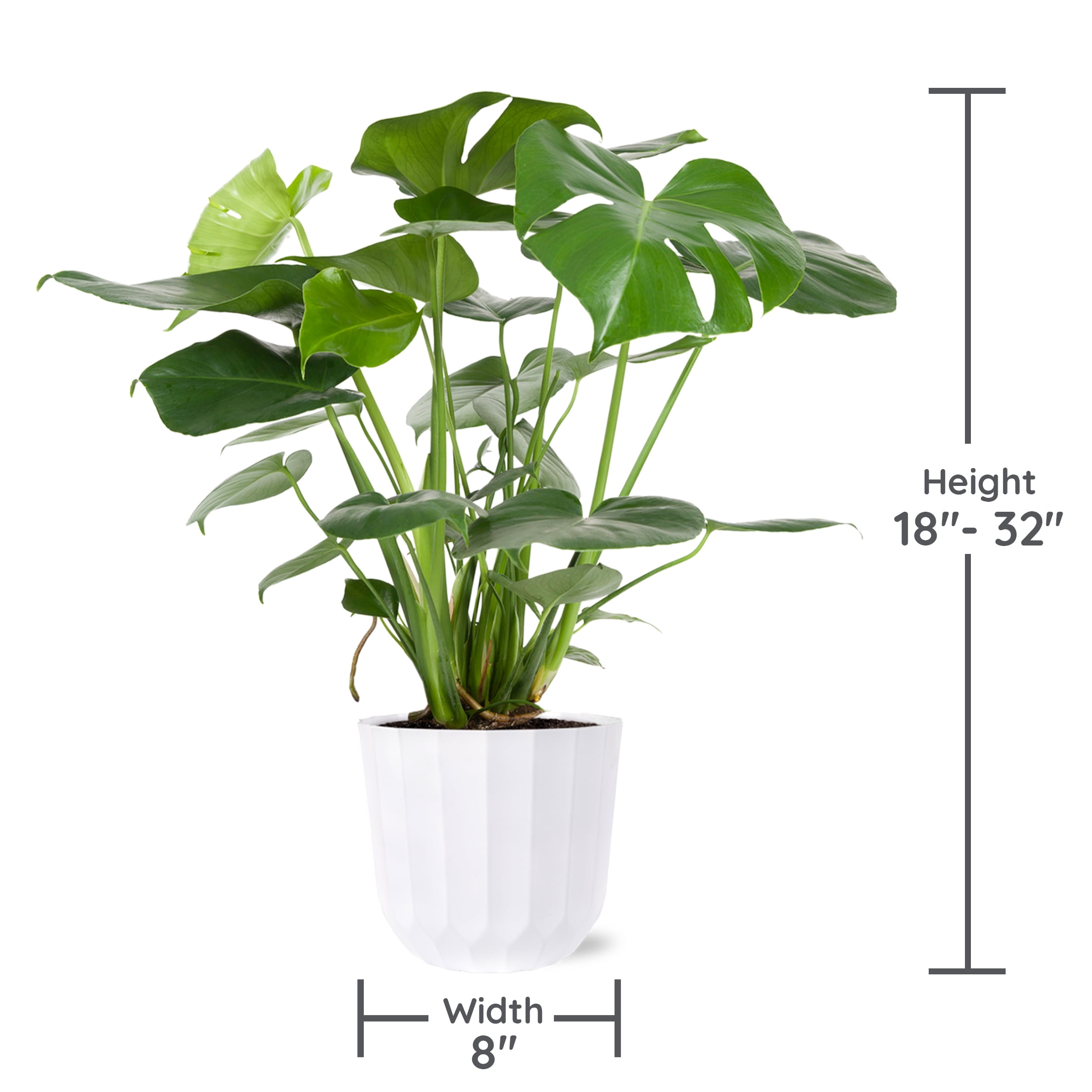 Wild Interiors Elegant Monstera in White Ceramic Pot – 8in
