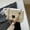 White, variant on New Fashion Women's Retro PU Crossbody Bag – Stylish Square Shoulder Bag for Daily Match – Urban Minimalist Spring Accessory