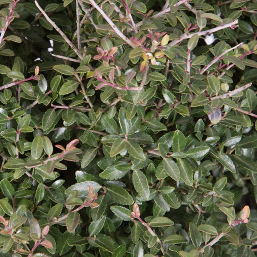 Flowerwood Outdoor Live Dwarf Yaupon Holly Evergreen Shrub 2.4 Gal