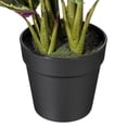 thumbnail image 3 of Vickerman 16" Calathea Veitchiana in Black Planter's Pot., 3 of 3