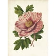 thumbnail image 2 of Houtteano, Van 25x32 White Modern Wood Framed Museum Art Print Titled - Striking Peony, 2 of 4