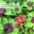 thumbnail image 2 of Shamrock Plant Live in 3.5 Inches Pot, 6 - 9 Inches Tall, Oxalis Live Plant Houseplant, Iron Cross Shamrock for Home and Garden Planting, 2 of 5