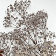 thumbnail image 2 of Bergamo Art 20 Inch High Real Preserved Mixed Bouquets Mix 7 in Large, 2 of 10
