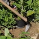 thumbnail image 5 of Azada portátil para desherbar acero de manganeso - Herramienta de jardinería multipropósito para plantar verduras y flores, martillar y quitar clavos, 5 of 6
