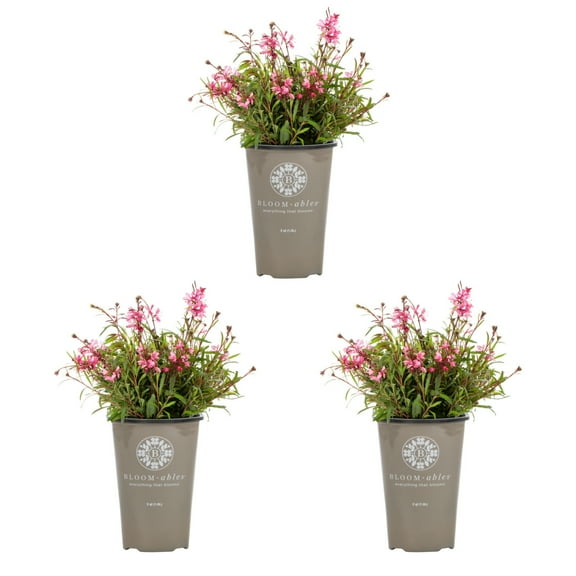 Expert Gardener 2.5QT Pink Gaura Live Perennial Plant Sun 3-Pack