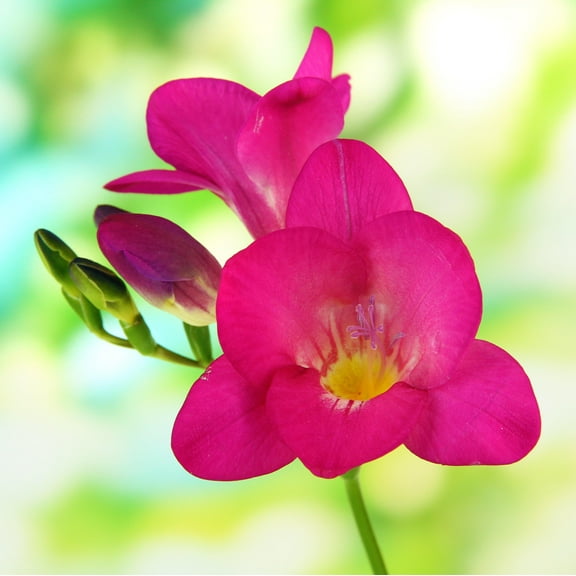 Easy to Grow Freesia Single Pink 15 Plant Bulbs, Fragrant Flowers Spring Zones 9-11