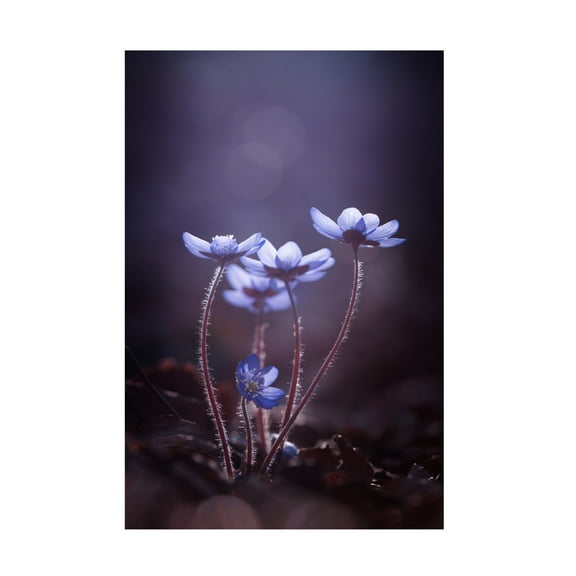 Canvas Wall Art - Petra Dvorak 'Some Light For Dark Days' Wall Art for Living Room, Bedroom, or Office Décor by Trademark Fine Art - 12 x 19 Inches