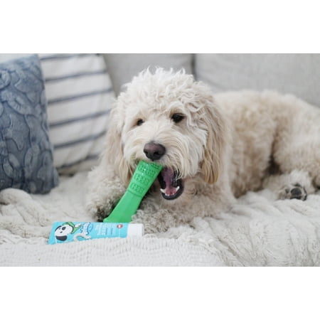 UPC: 0862788000432 | Bristly Brushing Stick Medium Dog DIY Toothbrush and Dog Dental Chews | Most Effective Dog Toothbrush | Best Dog Chew Toy