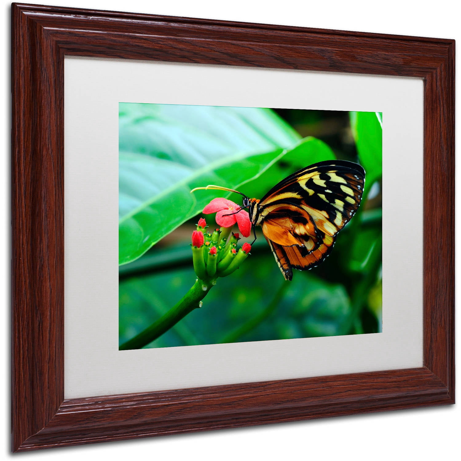 Trademark Fine Art "Cream Spotted Tigerwing" Canvas Art by Kurt Shaffer, White Matte, Wood Frame