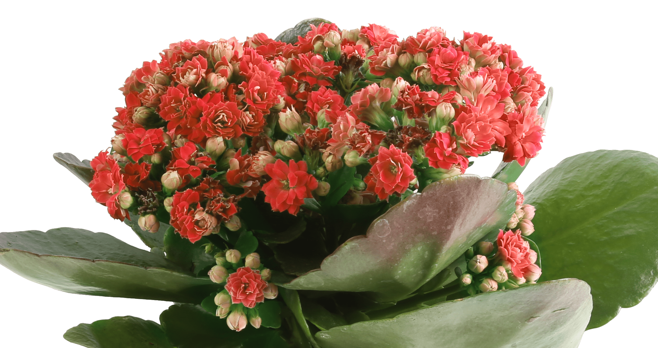 Costa Farms Live Outdoor 1qt Red Kalanchoe 6 Pack Walmart Com Walmart Com