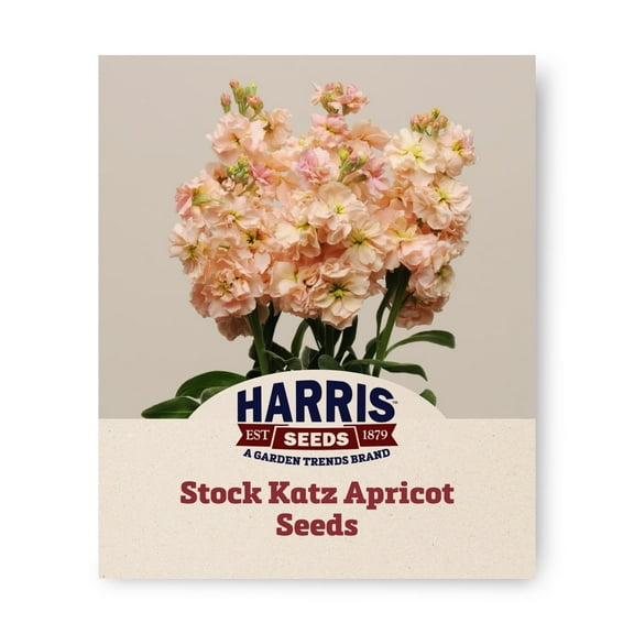Harris Seeds - Stock Katz Apricot Seeds - Early Blooms - 500 Seeds