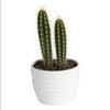 7in. Tall Green Cactus; Bright, Direct Sunlight Plant in 6in. Ceramic Planter