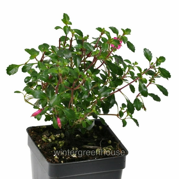 Fuchsia, Lottie Hobby - Pot Size: 3in (2.6x3.5in) - Shade Plants