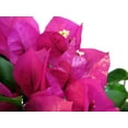 thumbnail image 3 of Vera Purple Bougainvillea Plant - 5" Pot with Trellis - Indoors or Out, 3 of 4