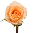 thumbnail image 3 of One Dozen Peach Roses with Baby's Breath and Greener- Fresh Flower Delivery, 3 of 4