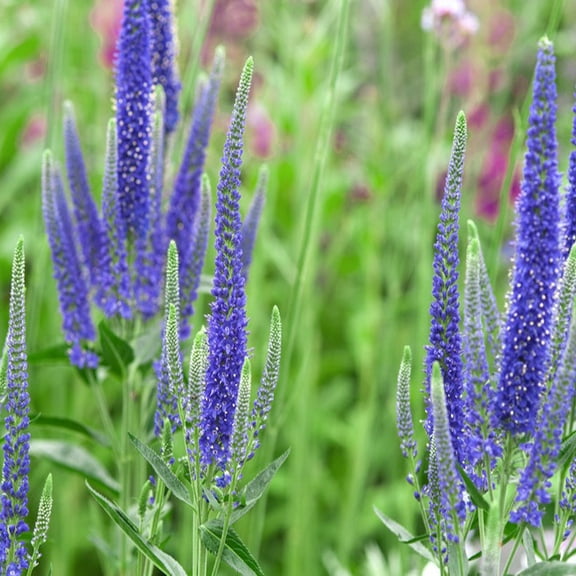 Veronica 'Ronica Blue'- Live Starter Plant