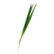 thumbnail image 5 of Vegetal artificial, vegetal falso, ayuda didáctica realista, modelo de vegetal falso de PU para Cebollino, 5 of 9