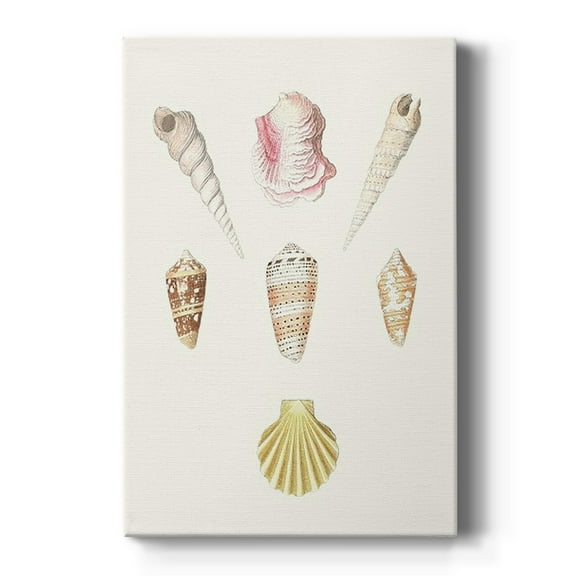 Pastel Knorr Shells I Premium Gallery Wrapped Canvas - Ready to Hang