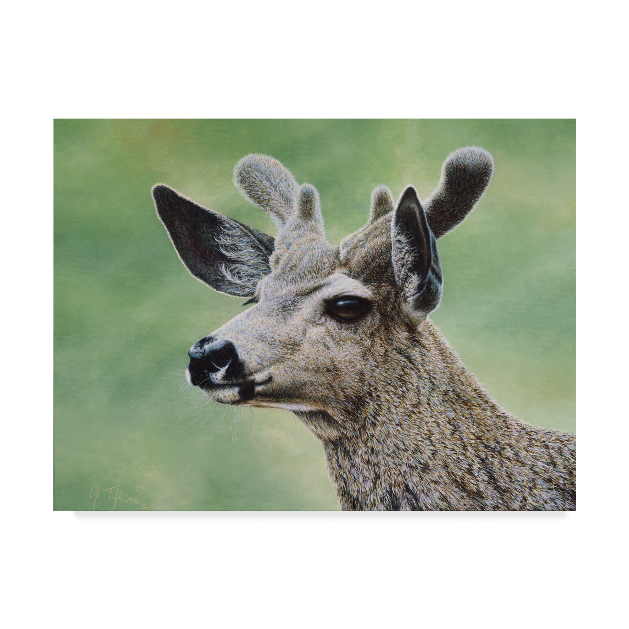 Trademark Fine Art 'Mule Deer In Velvet' Canvas Art by Jeff Tift