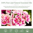 thumbnail image 3 of MAYJAM 30ML Geranium Essential Oil, 3 of 9