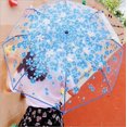 thumbnail image 2 of Nvzi Paraguas transparente plegable con apertura y cierre automáticos para lluvia (azul cerezo), 2 of 3