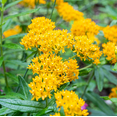 thumbnail image 4 of Set 2 Yellow Milkweed Plants Live for Planting, Milkweed Plants for Garden Outdoor 4 to 6 Inch Tall, 4 of 6