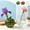 3Pcs Glass Pumpkin Vase Under $5 a1, variant on Aaihamo 3Pcs Glass Pumpkin Vase, Decorative Hydroponic Pumpkin Flower Vase, Clear Small Glass Vase for Centerpiece Home Living Room Office Wedding Decoration