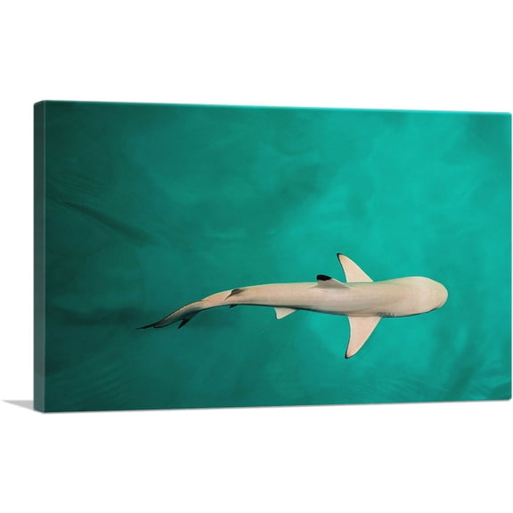 ARTCANVAS Whitetip Reef Shark Rectangle Canvas Art Print - Size: 26" x 18" (0.75" Deep)