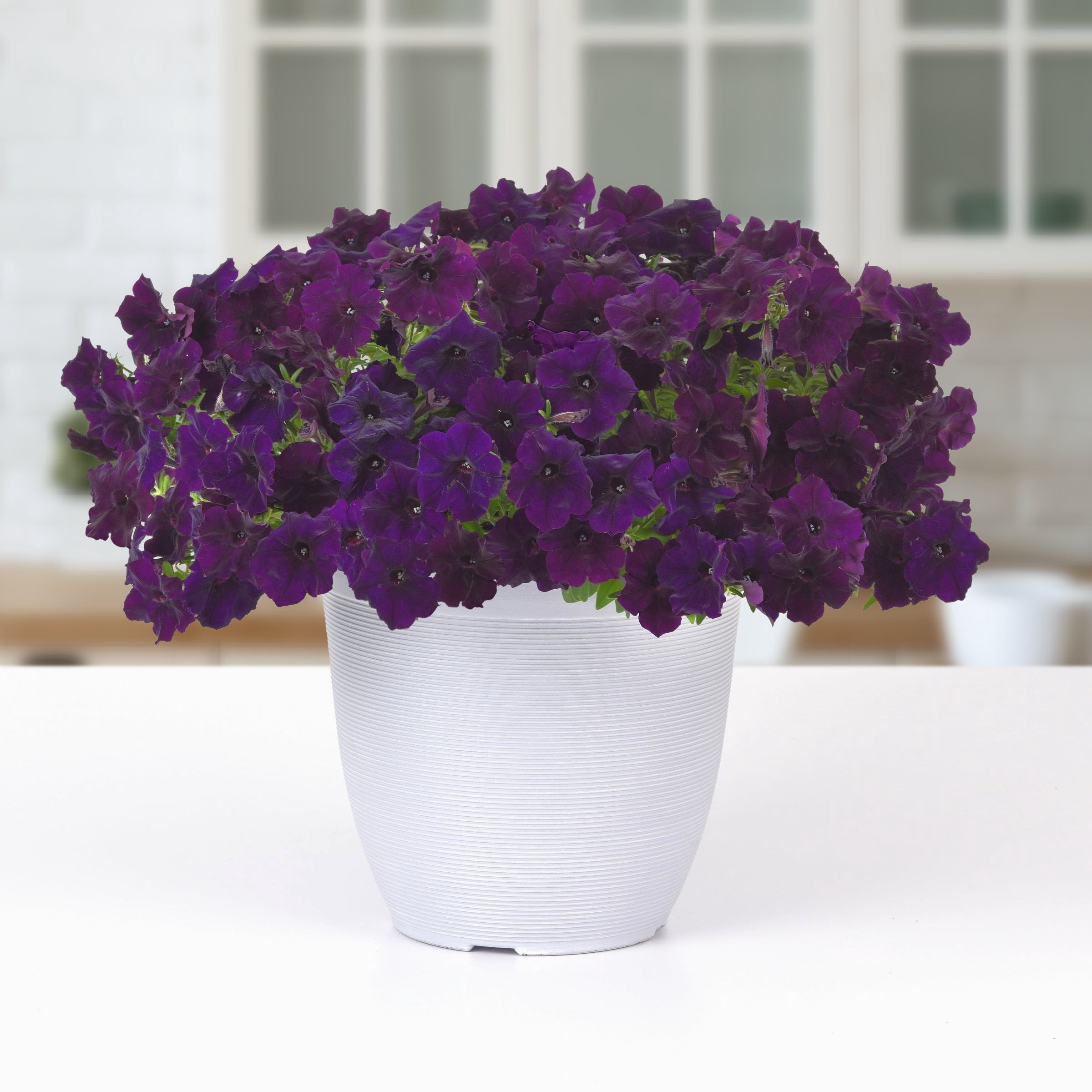 2.5 in. Petunia Easy Wave Navy Velour Petunia Live Annual Plant with Purple Flowers (6-Pack)