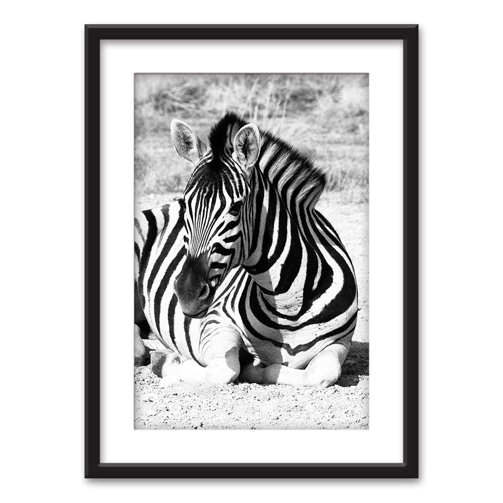wall26 Framed Wall Art A Zebra in Black White Black Picture