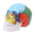 thumbnail image 3 of Modelo de Cráneo Humano YONGSHENG Tamaño Real PVC, 3 of 5