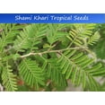 thumbnail image 3 of Tropical Seeds -Shami Khari -10 Seeds Per Pack- Prosopis cineraria, 3 of 5