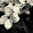 thumbnail image 2 of Horsfall, Gary 12x12 Gold Ornate Wood Framed with Double Matting Museum Art Print Titled - Dogwood Flower No. 3, 2 of 4