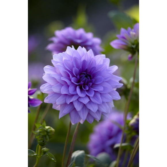 Dahlia Bleu Garçon Dahlia Bleu Garçon 2 Bulbes