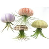 4 Pcs Sea Urchin Air Plant Jellyfish Lot / Kit Includes Plants, Shells, and Hanging Accesories, + Gift Box, EXOTIC ASSORTMENT - Kit includes 4 pcs tillandsia air.., By Aura Creations