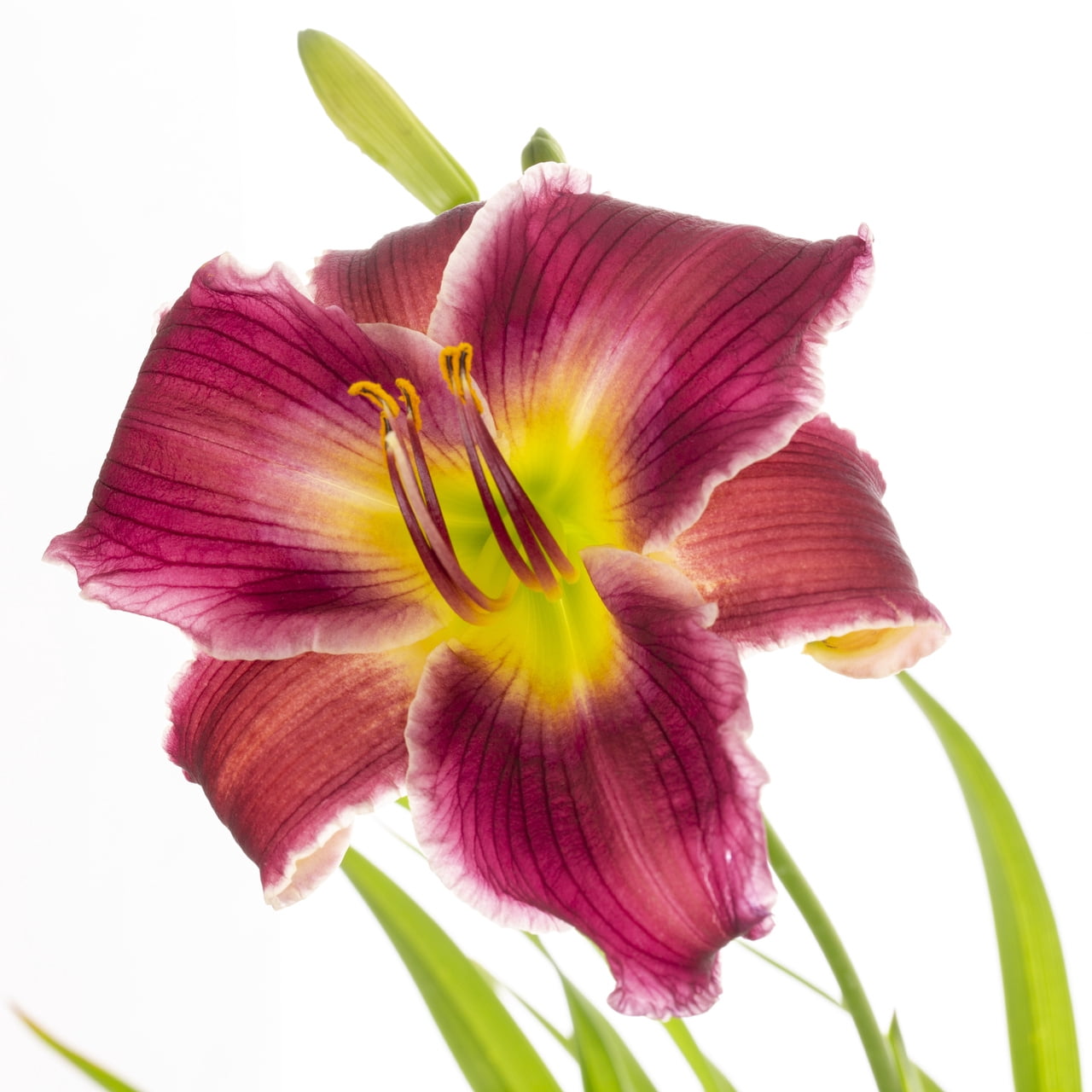 Better Homes & Gardens 2.5 Quart Breeze Sunset Daylily Perennial Live Plant 3 -Count with Grower Pot