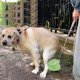 thumbnail image 1 of Recogedor De Excrementos De Perro Plegable, Recogedor De Excrementos Portátil, Sin Doblar, Para Pasear Al Perro, 1 of 7