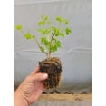 thumbnail image 3 of Eastern Snowball Bush ( Viburnum ) - Live Plant - ( 1 QT ), 3 of 7