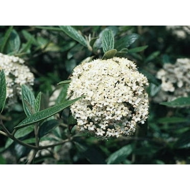 Pragence Viburnum Live Plant 12-18" in Height in a #3 Container