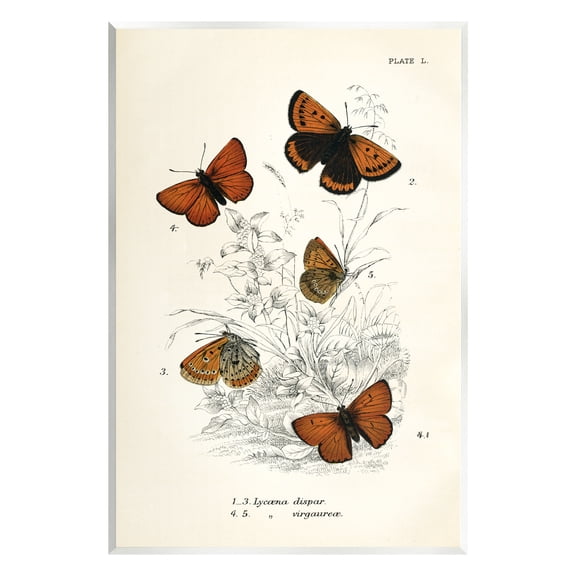 Stupell Industries Vintage Butterfly Specimens Animals & Insects Painting Unframed Art Print Wall Art, 10 x 15
