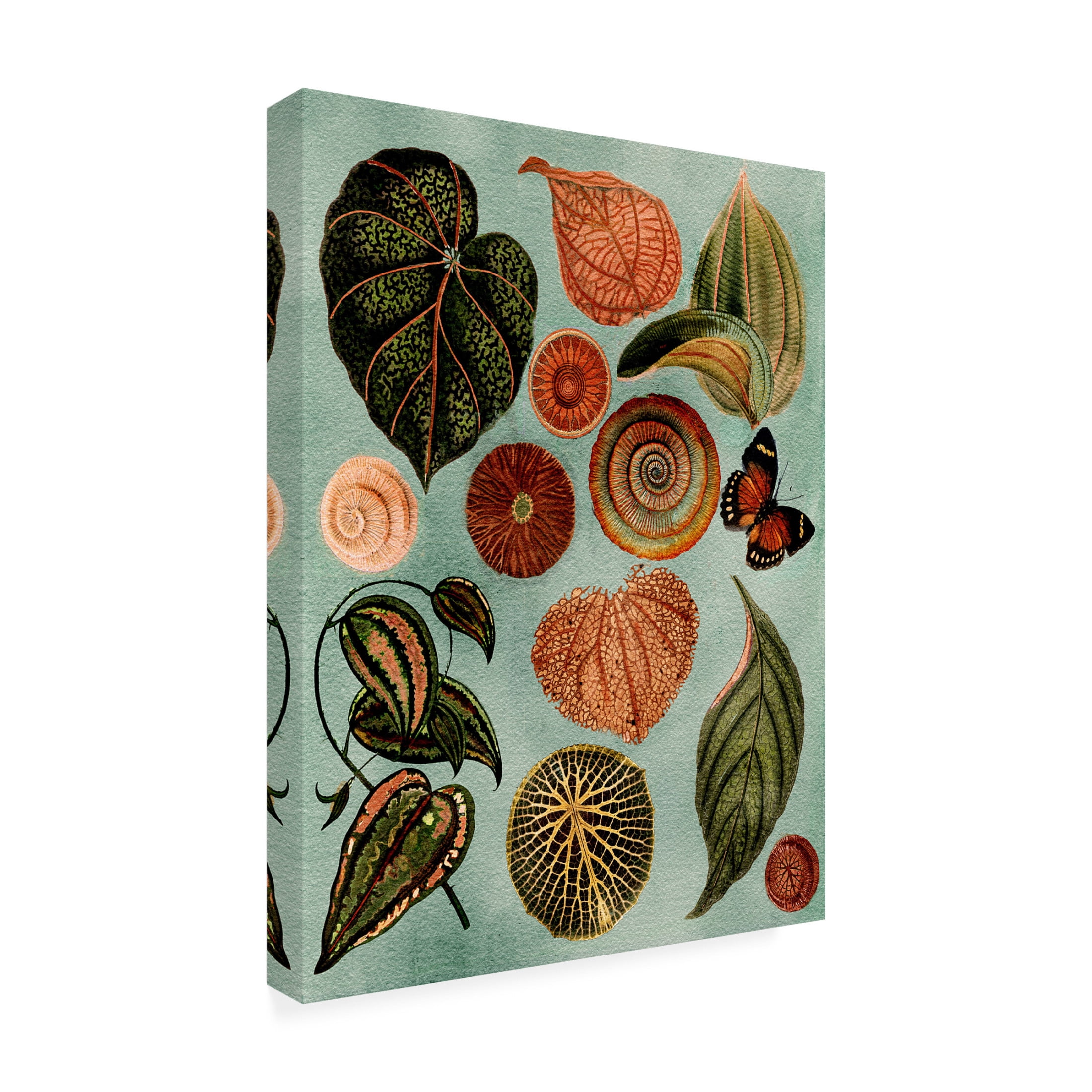 Trademark Fine Art giovanna nicolo   Terracotta Blues Botanical Canvas Wall Art
