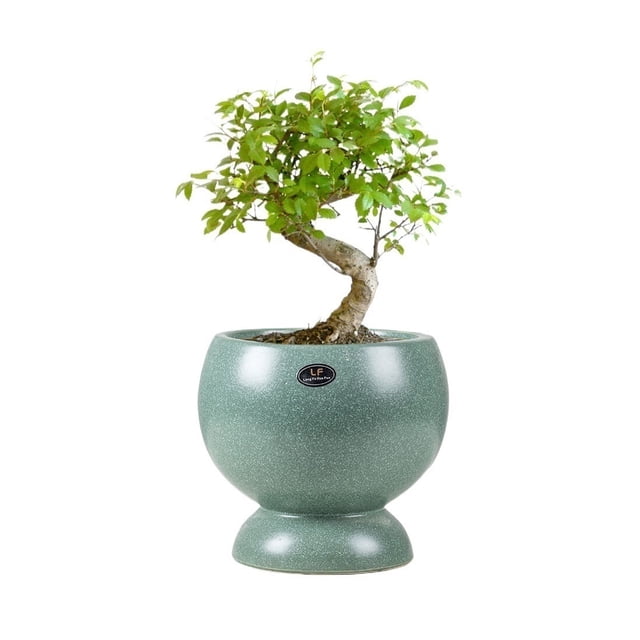 Maceta de cerámica, lujosa y ligera, creativa, for sala de estar, orquídea, árbol de la riqueza, maceta transpirable.