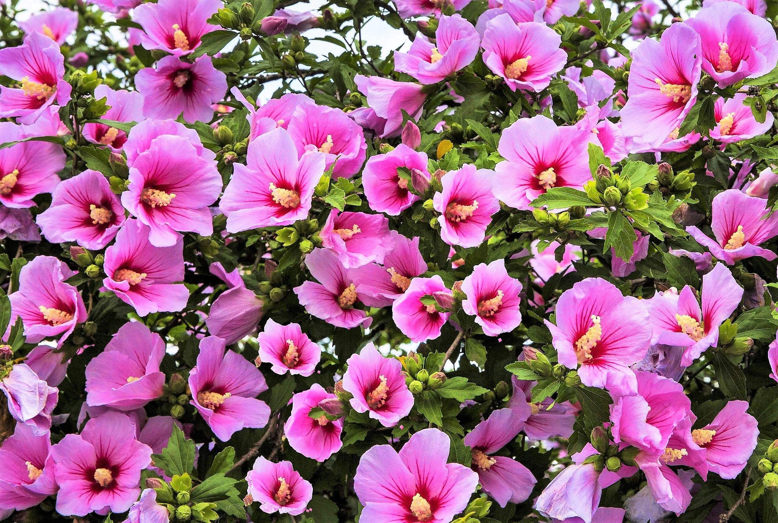 1000 BULK Mixed Colors ROSE Of SHARON HIBISCUS Syriacus Flower Tree Shrub Seeds