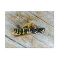 thumbnail image 1 of Funny Wasp Silly Wasp Scene Inside Wall Art Ready to Hang Unframed, 1 of 7