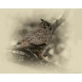 thumbnail image 2 of Brown, Jim 24x20 Black Ornate Wood Framed with Double Matting Museum Art Print Titled - Great Horned Owl, 2 of 4