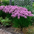 thumbnail image 5 of Allium Millenium, Millenium, Ornamental Onion - Pot Size: 3.5" - Flowers, 5 of 8