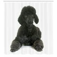 thumbnail image 3 of Ambesonne Poodle Shower Curtain, Fluffy Purebred Animal Love, 69"Wx70"L, Dark Grey White, 3 of 3